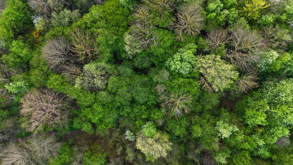 Skovområde i Egedal set fra luften