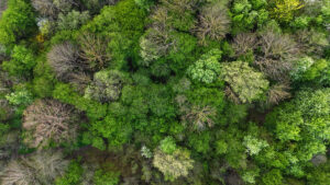 Skovområde i Egedal set fra luften