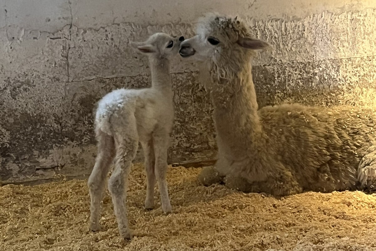 Nyfødt alpakaunge på Sansegården Foto: Birgit Erichsen