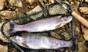 Fisk Fisketur Regnbueørred Foto: Darrenquigley32 / Pixabay