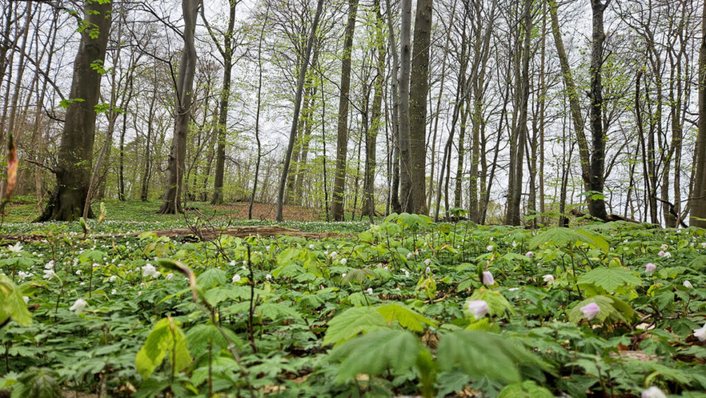 Anemoner i Buresøskovene Foto: Rasmus Udsholt
