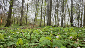 Anemoner i Buresøskovene Foto: Rasmus Udsholt