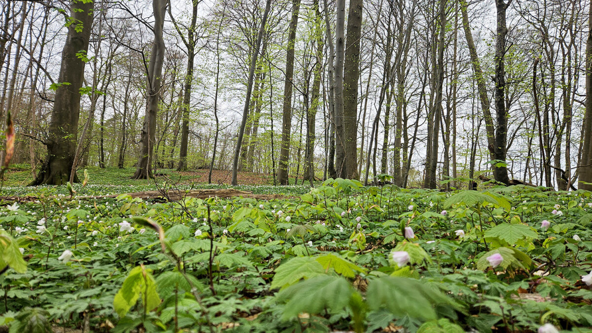 Anemoner i Buresøskovene Foto: Rasmus Udsholt
