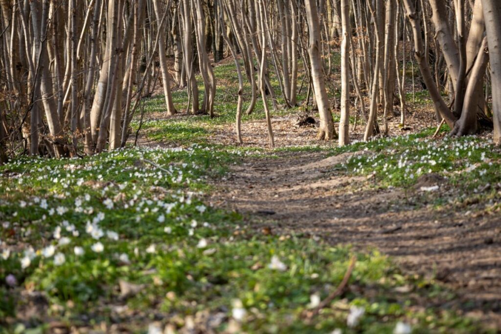 Anemoner i Slagslunde Skov(EgedalPosten). Foto: Rasmus Udsholt