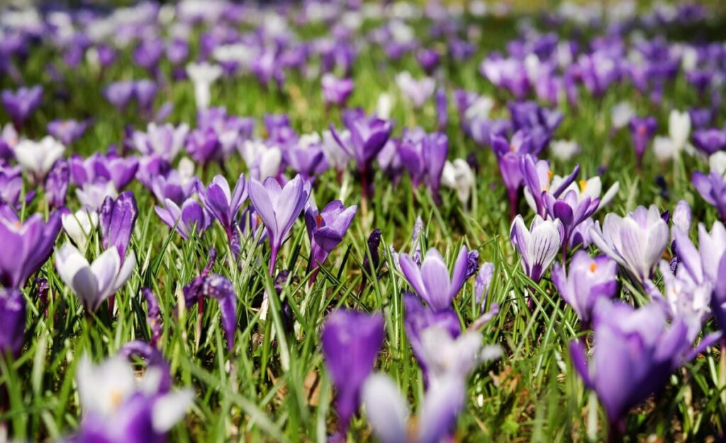 Krokus forår blomster Foto: Couleur / Pixabay