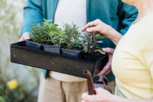 Planter Krydderurter Have Spire Foto: Greta Hoffman / Pexels